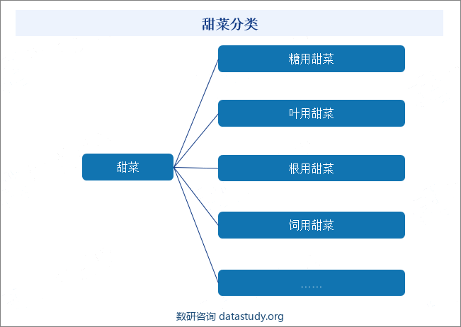 甜菜分类