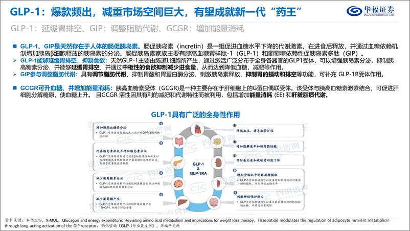 《华福证券-医药生物_GLP-1制剂篇_GLP-1有望成就新一代药王_国内市场开启减重时代》 - 第4页预览图