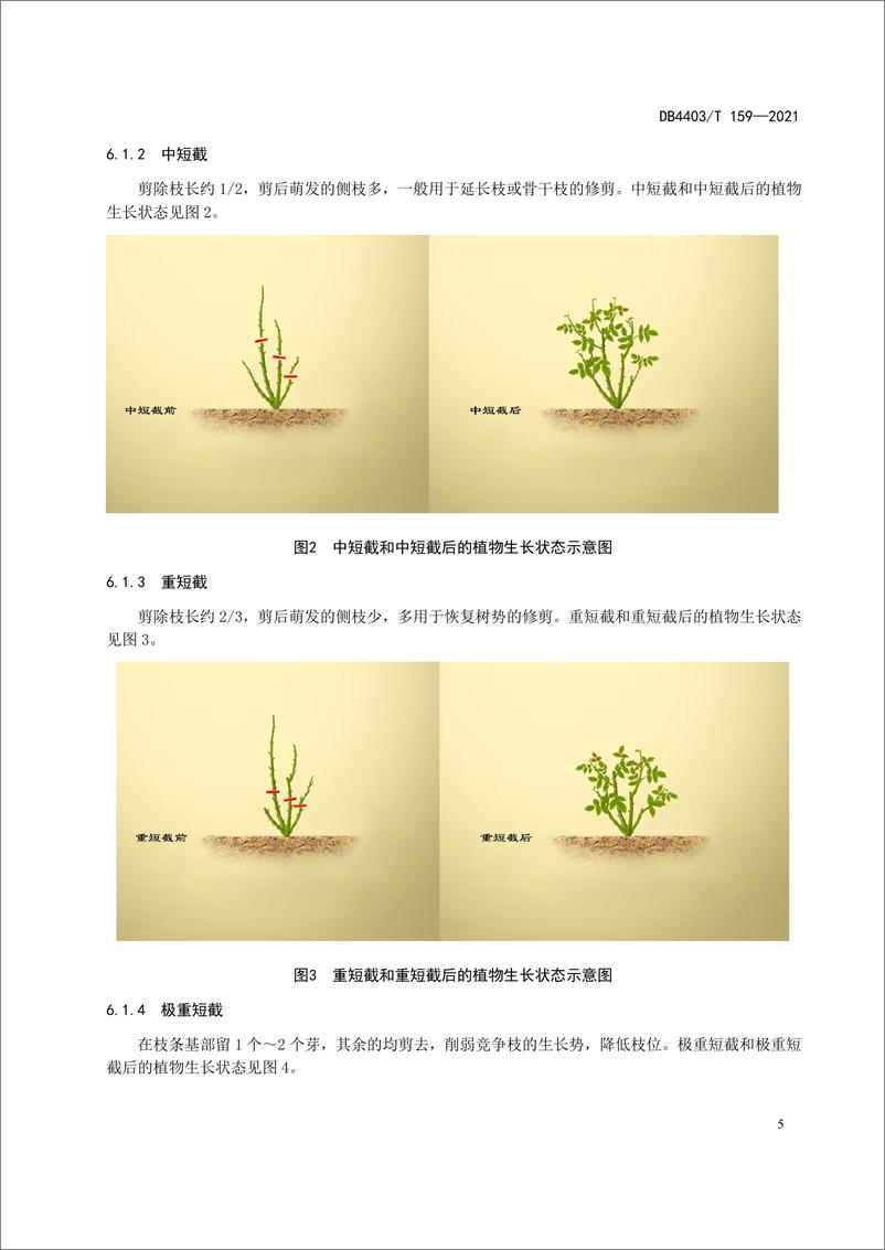 《DB440T 159-2021 花灌木修剪技术规程-31页》 - 第8页预览图