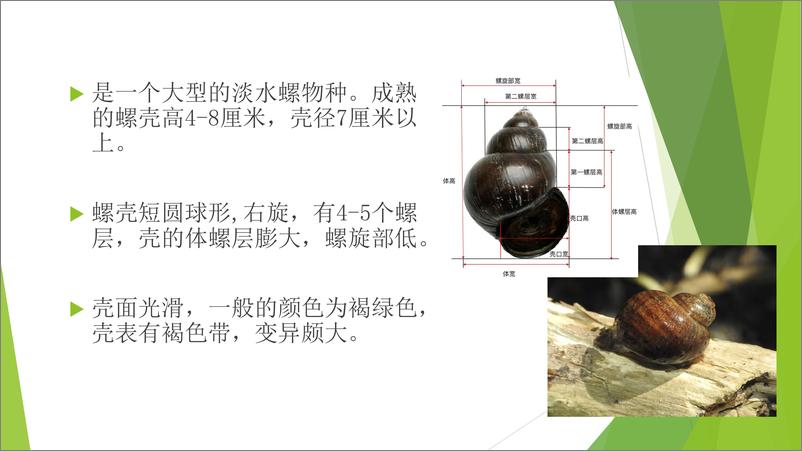 《外来入侵动物识别与调查技术-42页》 - 第6页预览图