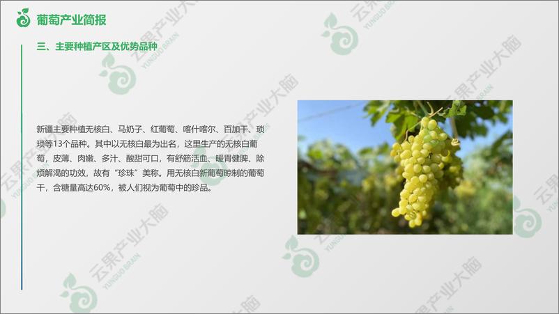 《新疆维吾尔自治区葡萄产业概况-9页》 - 第6页预览图