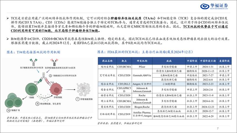 《双抗行业系列报告(一)：从肿瘤到自免，TCE双抗迎来新机遇-241228-华福证券-41页》 - 第7页预览图