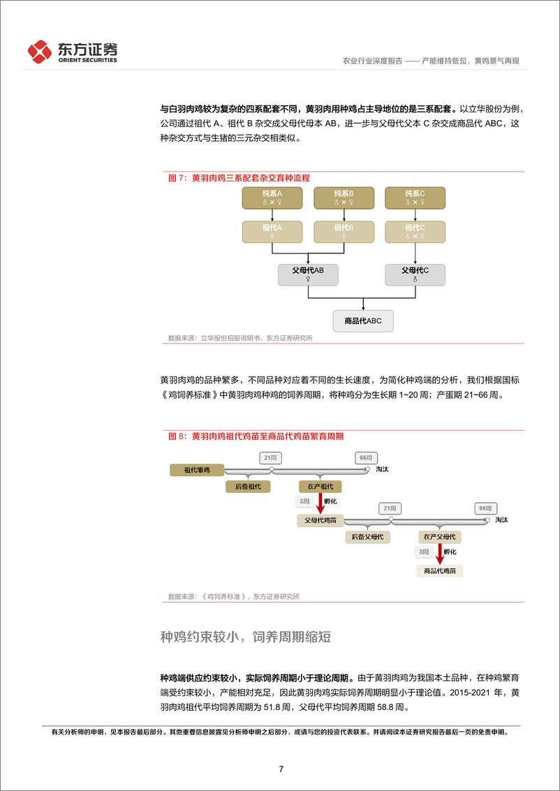 《农业禽养殖专题之三：产能维持低位，黄鸡景气再现-20230115-东方证券-20页》 - 第8页预览图