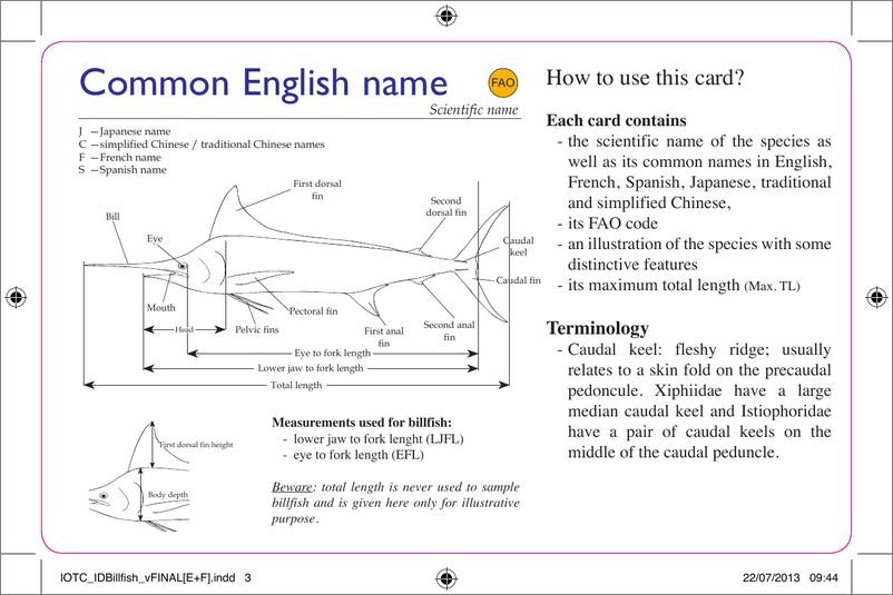 《2013年印度洋远洋渔业中的旗鱼识别卡报告_英文版_》 - 第3页预览图