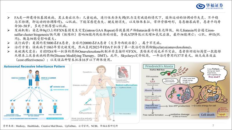 《医药生物行业专题报告：Larimar，FA领域首个Disease＋Modifying＋Therapy-240718-华福证券-19页》 - 第7页预览图