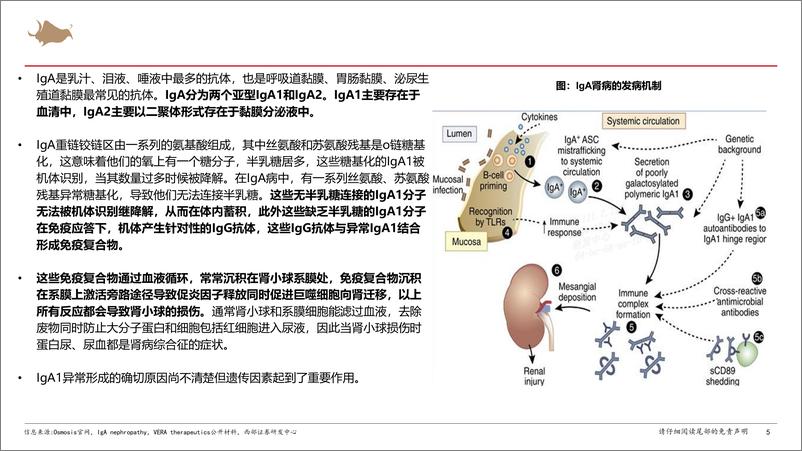 《IgA肾病行业报告：多项靶点临床试验进展积极，IgA肾病新药步入收获期-241223-西部证券-53页》 - 第5页预览图