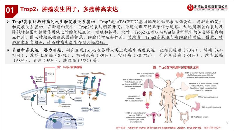 《浙商证券-创新药靶点系列研究之三：Trop2：ADC主导的潜力泛肿瘤靶点》 - 第5页预览图