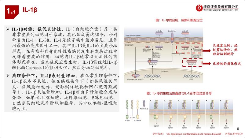 《医药行业创新药靶点系列研究之五-IL-1β：炎症相关疾病的潜力靶点-240619-浙商证券-24页》 - 第6页预览图