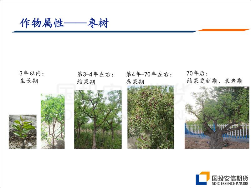 《红枣市场热点分析与策略推介-20190627-国投安信期货-42页》 - 第7页预览图