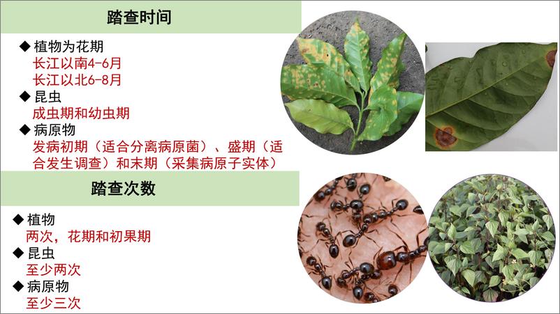 《入侵物种普查关键环节探讨-16页》 - 第8页预览图