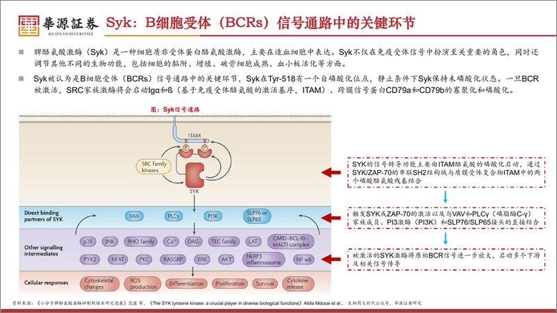 《华源证券-医药生物行业专题：和黄医药前瞻研究-一--索乐匹尼布-Syk-ITP治疗领域新希望》 - 第4页预览图