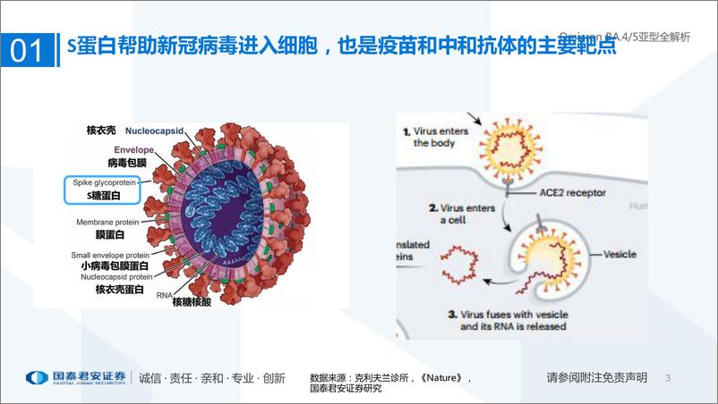 《医药行业专题：Omicron BA.45亚型全解析-20220708-国泰君安-25页》 - 第4页预览图