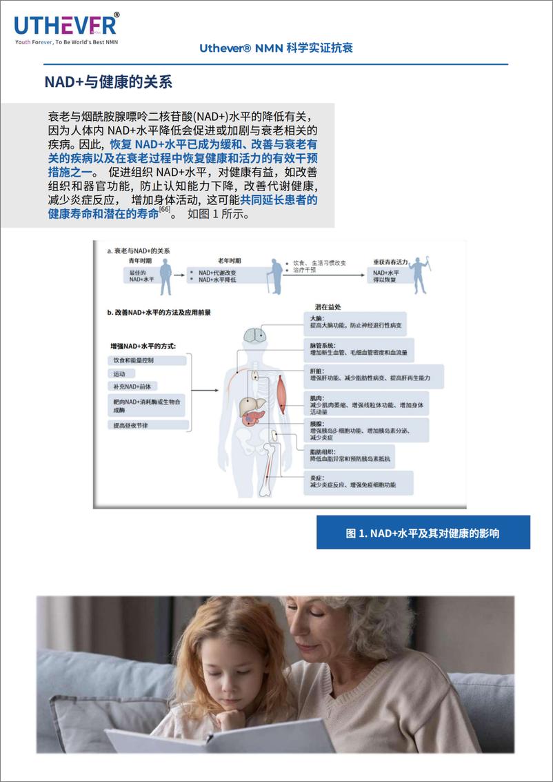 《NMN白皮书》 - 第3页预览图