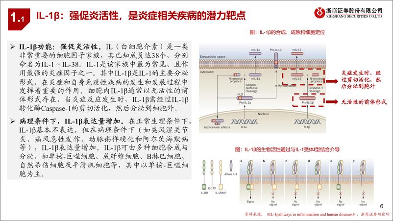 《浙商证券-创新药靶点系列研究之五：IL-1β：炎症相关疾病的潜力靶点》 - 第6页预览图