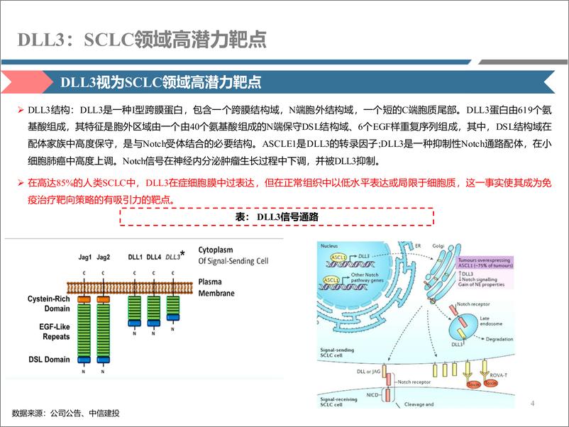 《医药行业研究·创新药系列：DLL＋3，SCLC领域高潜力靶点(更新)-241230-中信建投-22页》 - 第4页预览图