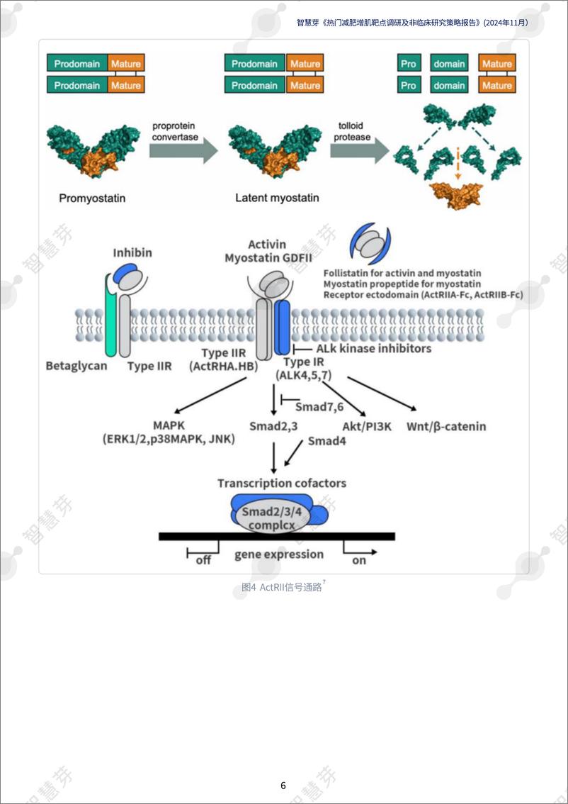 《智慧芽_2024年热门减肥增肌靶点调研及非临床研究策略报告》 - 第6页预览图